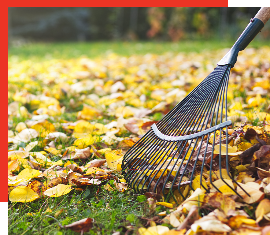 South Tampa Leaf Management | Leaf Removal in South Tampa