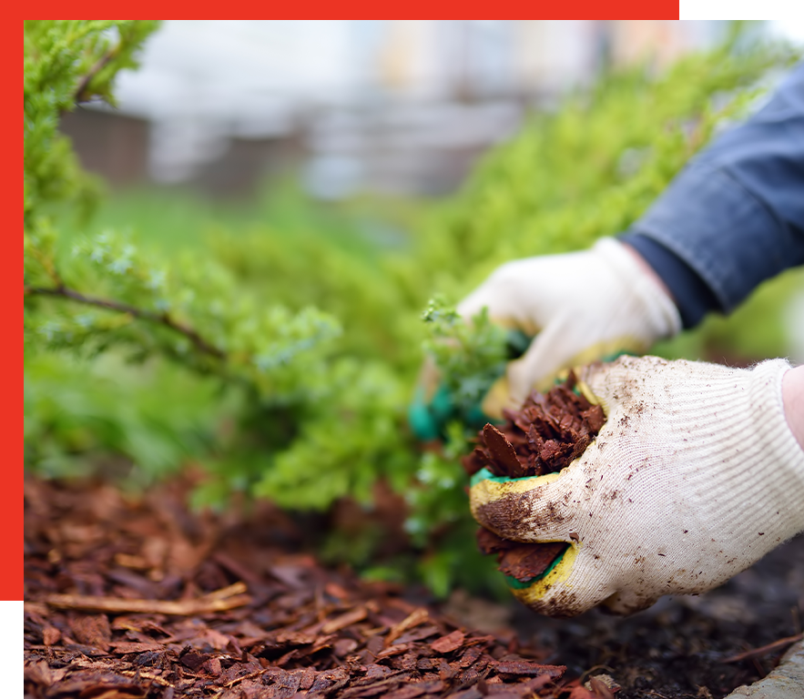 Mulch Installation in South Tampa | Garden Mulching Services